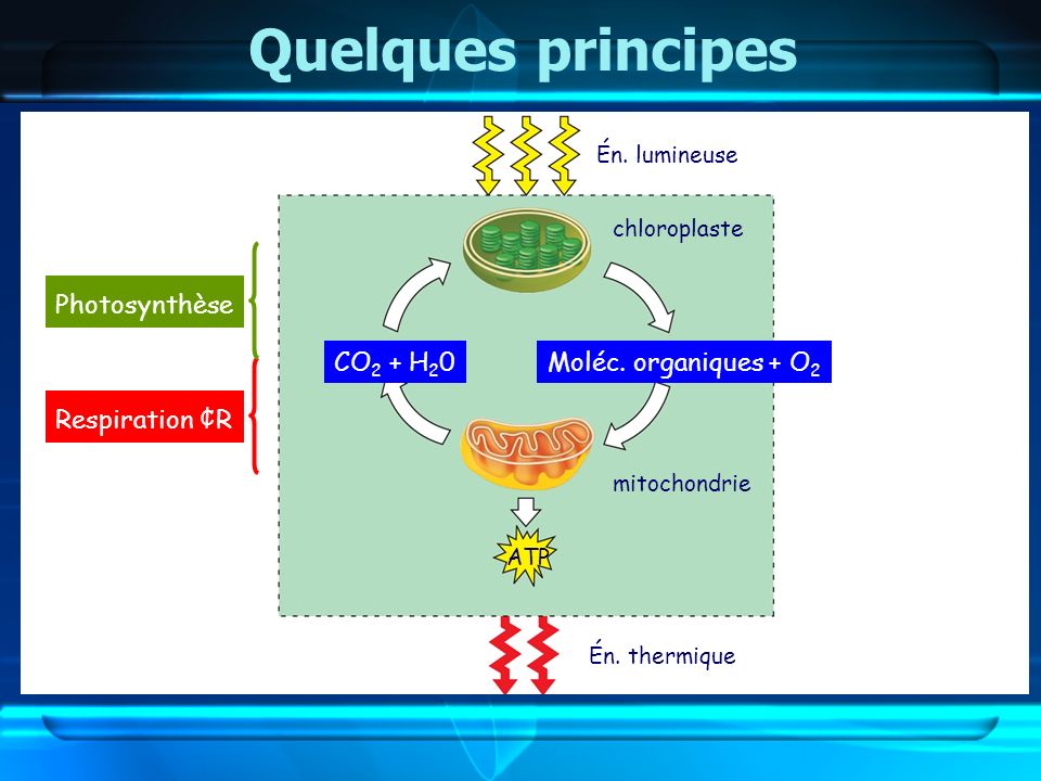 Quelques principes Photosynthèse CO2 + H20 Moléc. organiques + O2