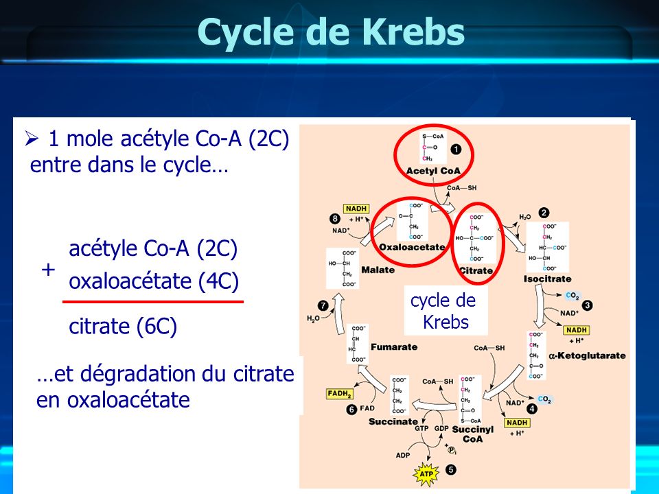 Cycle de Krebs 1 mole acétyle Co-A (2C) entre dans le cycle…