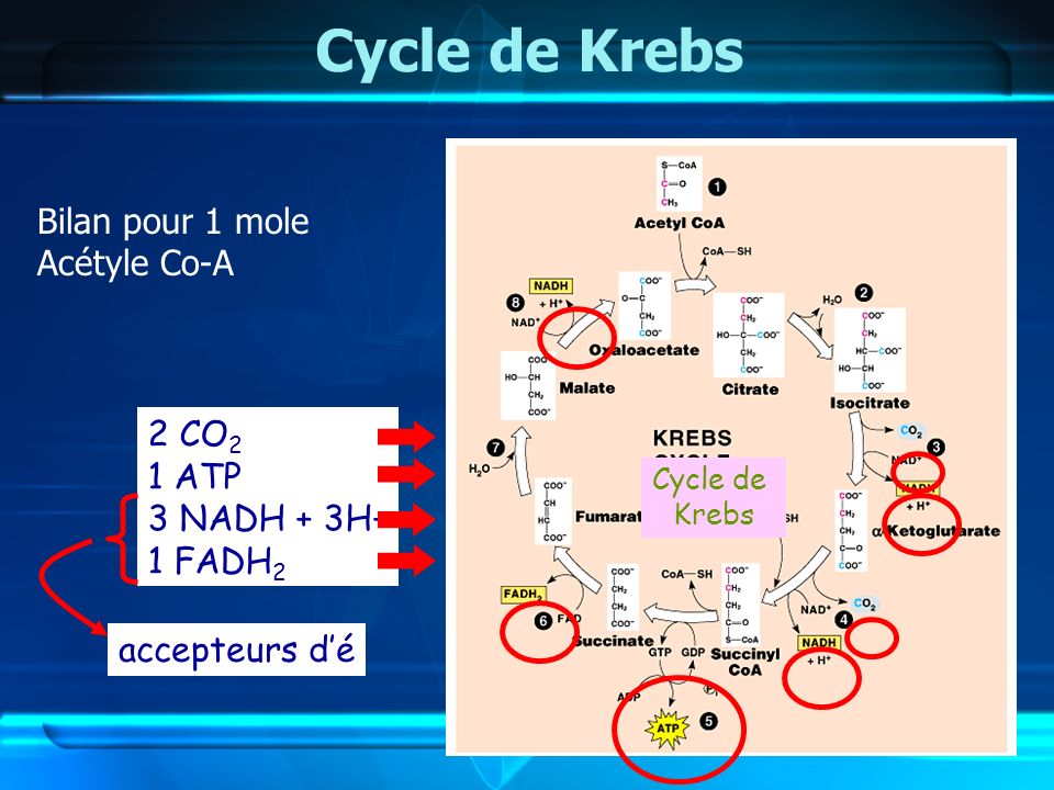 Cycle de Krebs Bilan pour 1 mole Acétyle Co-A 2 CO2 1 ATP 3 NADH + 3H+