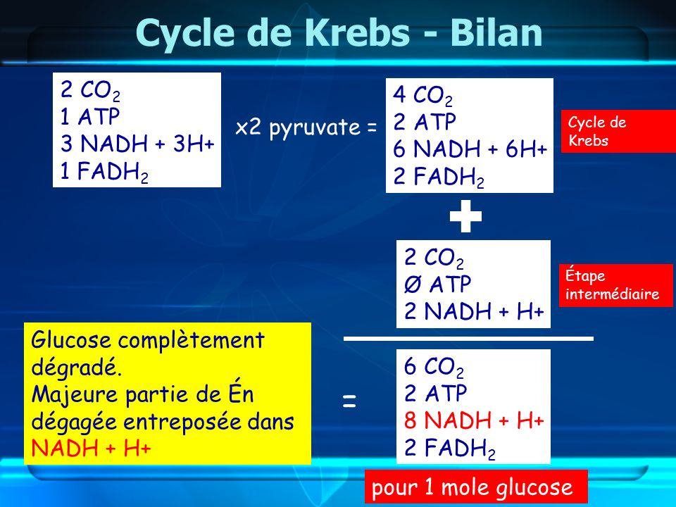 Cycle de Krebs - Bilan = 2 CO2 4 CO2 1 ATP 2 ATP 3 NADH + 3H+