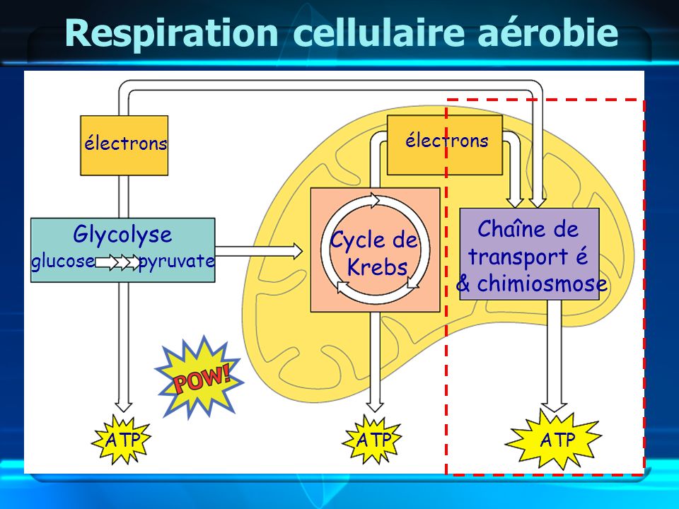 Respiration cellulaire aérobie