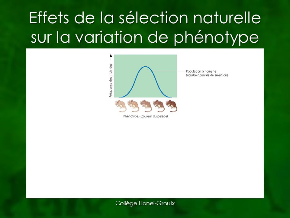 Effets de la sélection naturelle sur la variation de phénotype