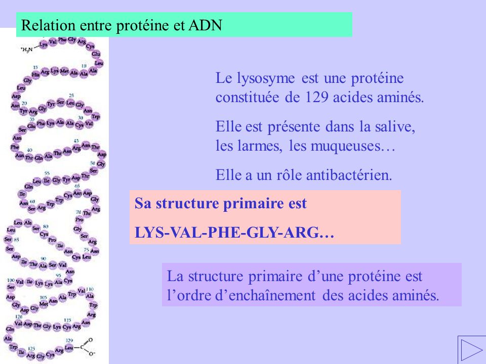 Relation entre protéine et ADN
