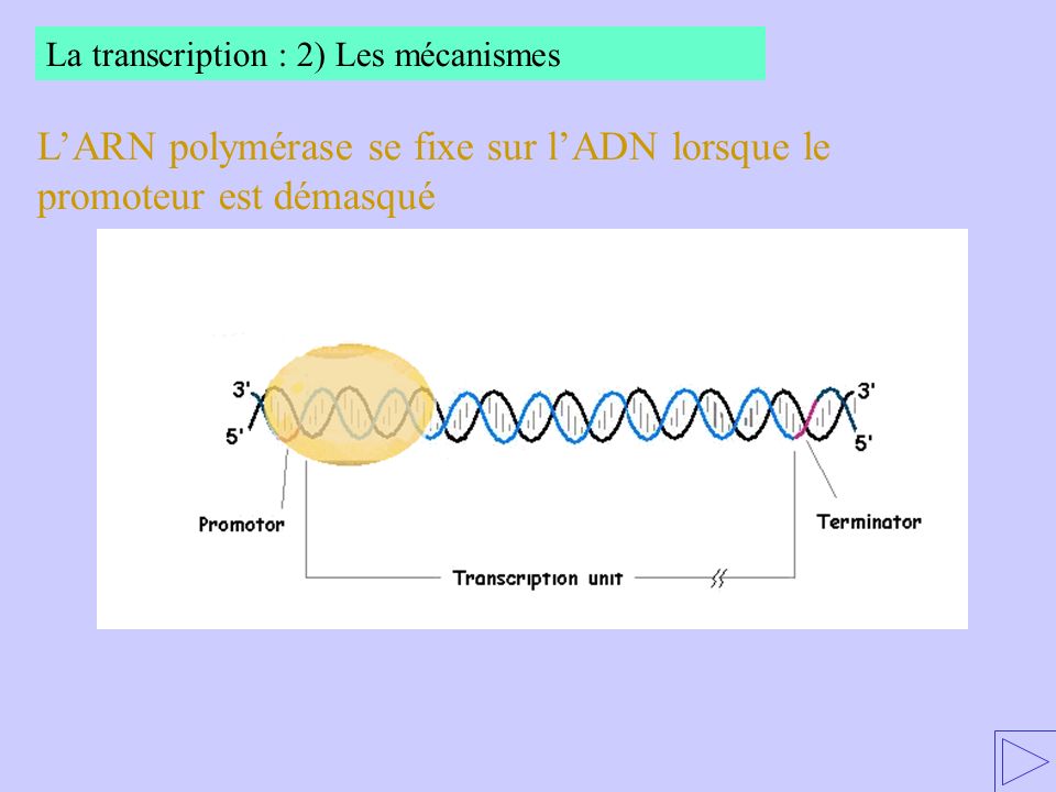 L’ARN polymérase se fixe sur l’ADN lorsque le promoteur est démasqué