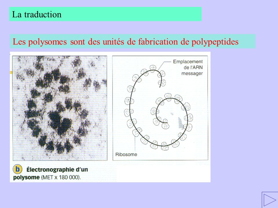 La traduction Les polysomes sont des unités de fabrication de polypeptides