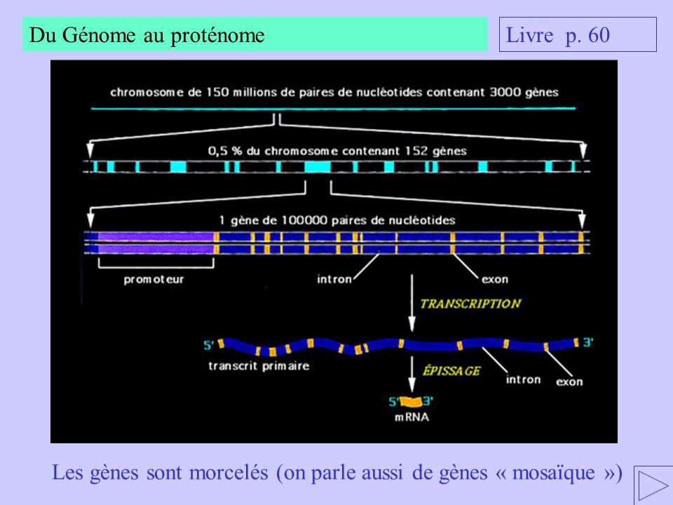 Du Génome au proténome Livre p. 60 Les gènes sont morcelés (on parle aussi de gènes « mosaïque »)