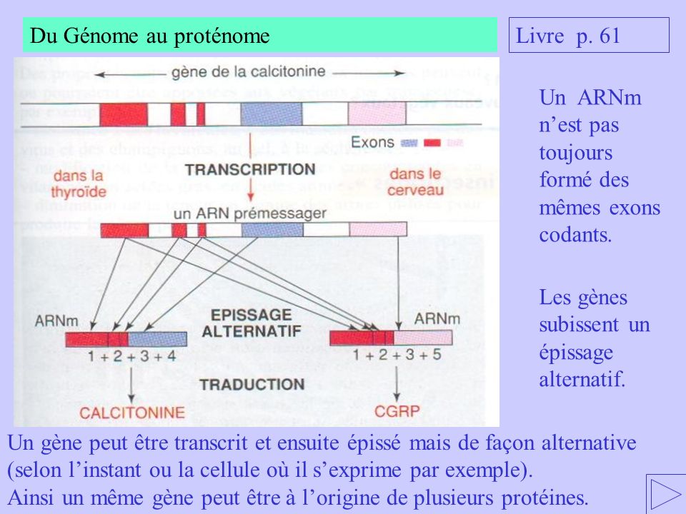 Du Génome au proténome Livre p. 61. Un ARNm n’est pas toujours formé des mêmes exons codants. Les gènes subissent un épissage alternatif.