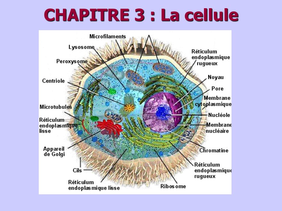 CHAPITRE 3 : La cellule