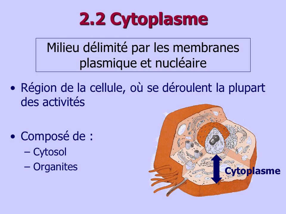 Milieu délimité par les membranes plasmique et nucléaire