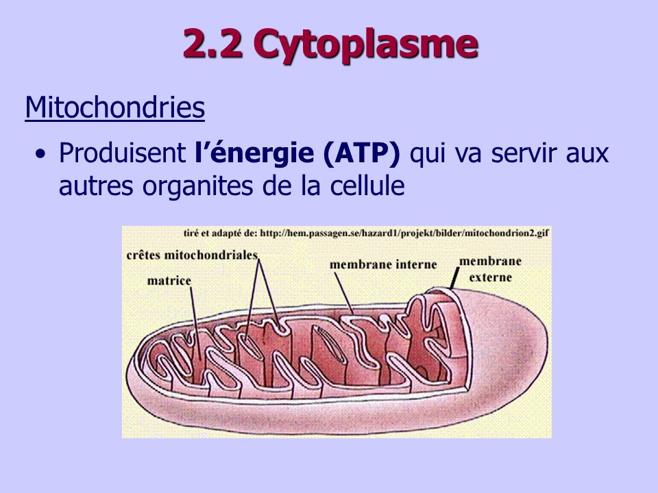 2.2 Cytoplasme Mitochondries