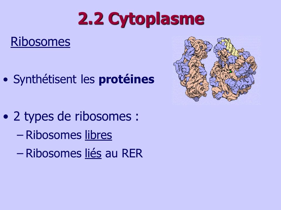 2.2 Cytoplasme Ribosomes 2 types de ribosomes :