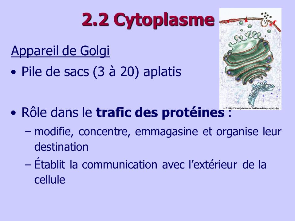 2.2 Cytoplasme Appareil de Golgi Pile de sacs (3 à 20) aplatis