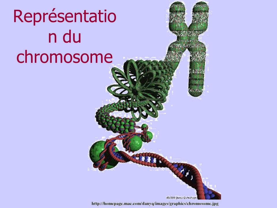 Représentation du chromosome