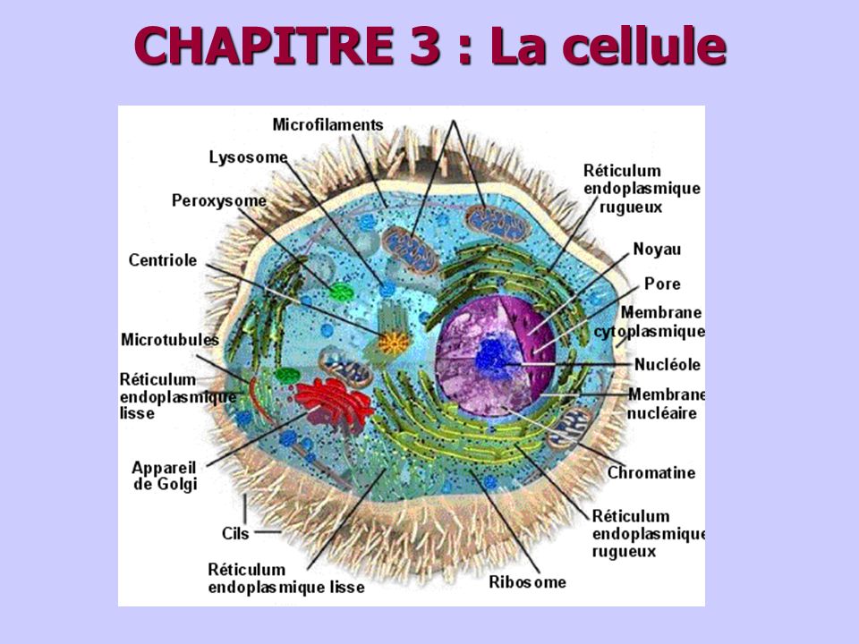 CHAPITRE 3 : La cellule