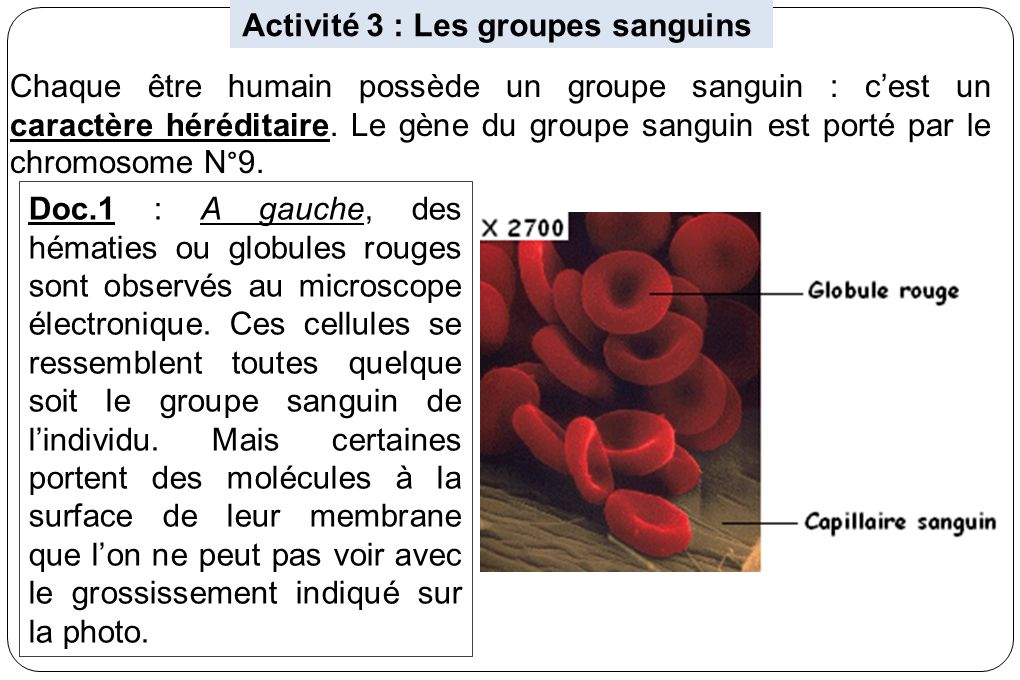 Activité 3 : Les groupes sanguins