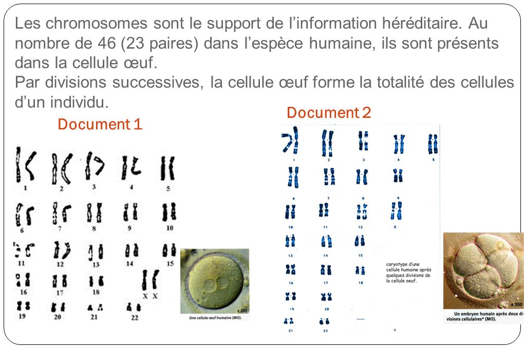 Les chromosomes sont le support de l’information héréditaire