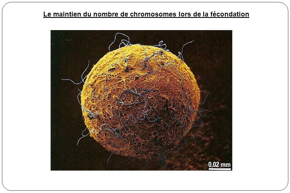 Le maintien du nombre de chromosomes lors de la fécondation