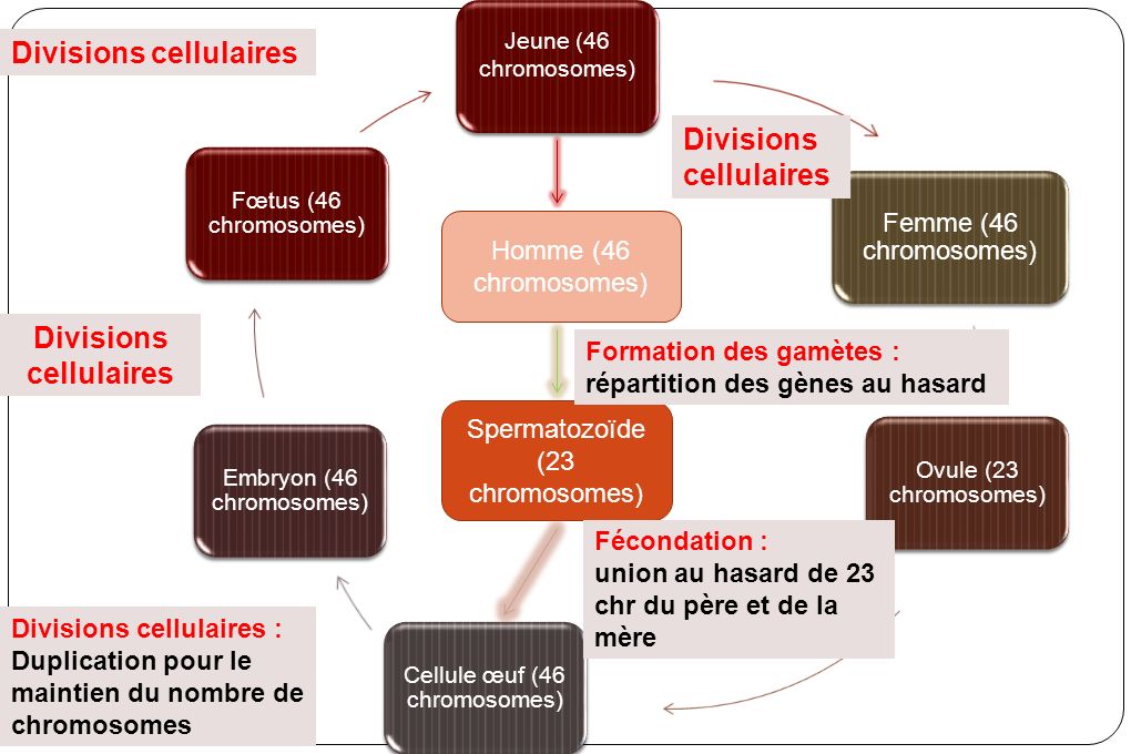 Divisions cellulaires