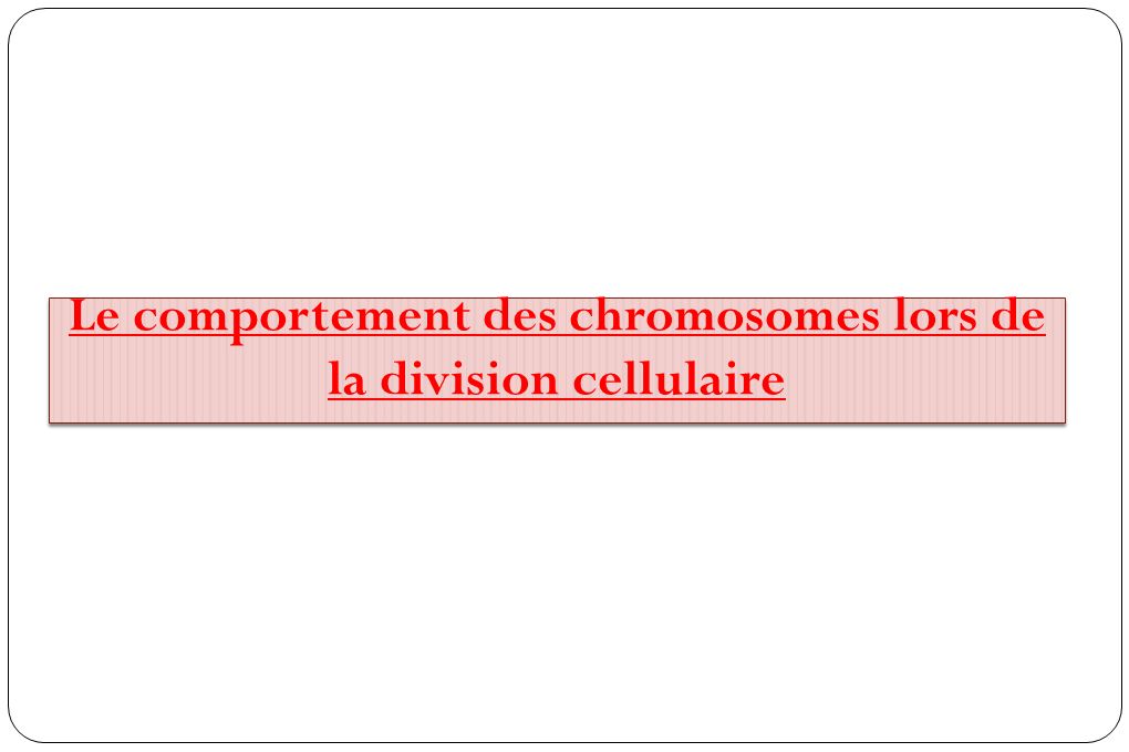 Le comportement des chromosomes lors de la division cellulaire