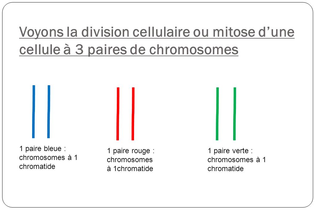 Voyons la division cellulaire ou mitose d’une cellule à 3 paires de chromosomes