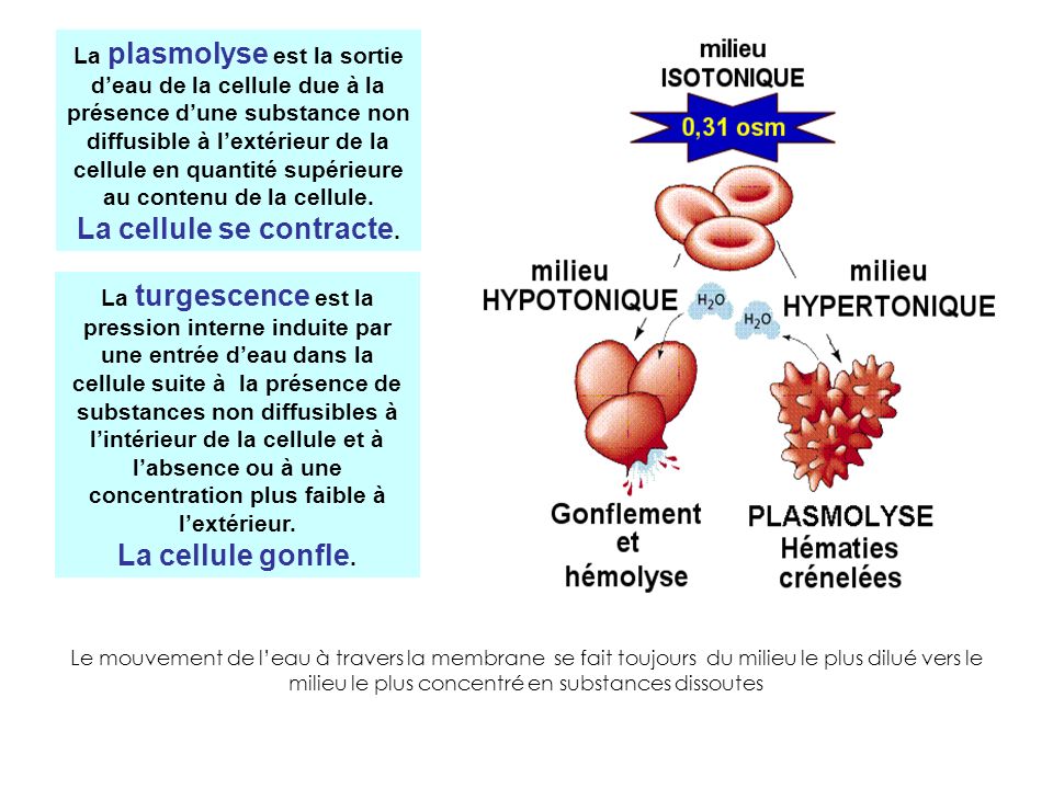 La plasmolyse est la sortie d’eau de la cellule due à la présence d’une substance non diffusible à l’extérieur de la cellule en quantité supérieure au contenu de la cellule. La cellule se contracte.
