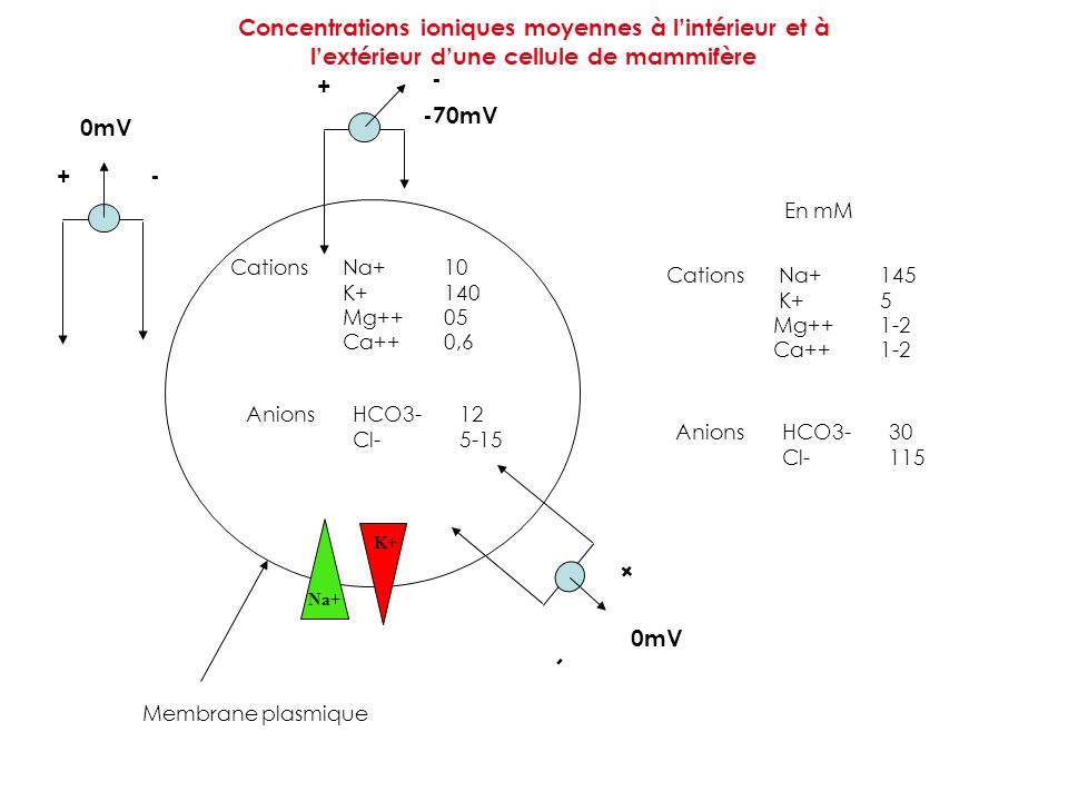 Concentrations ioniques moyennes à l’intérieur et à l’extérieur d’une cellule de mammifère