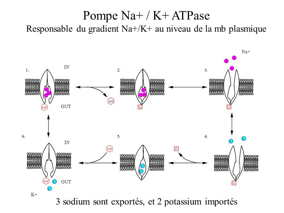 Responsable du gradient Na+/K+ au niveau de la mb plasmique