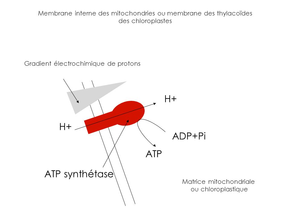 H+ H+ ADP+Pi ATP ATP synthétase