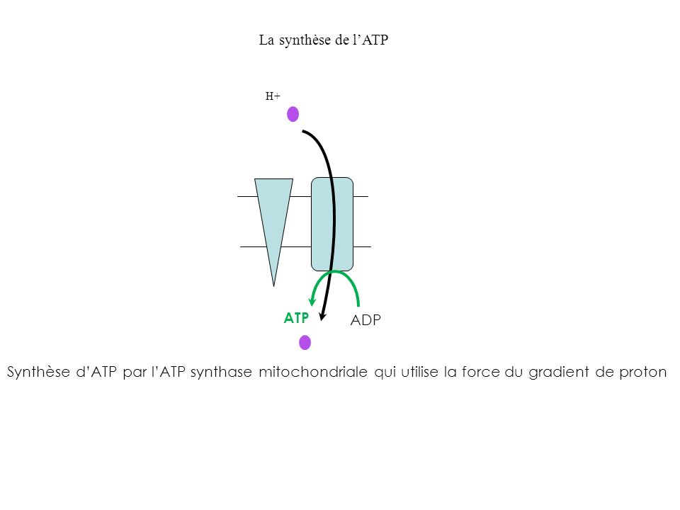 La synthèse de l’ATP ATP ADP