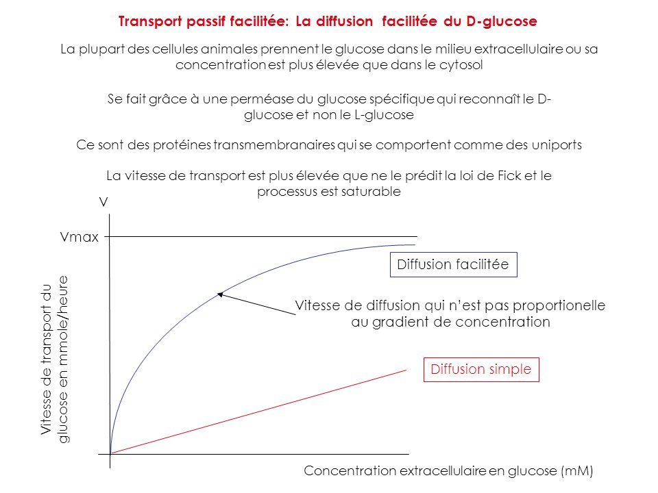Transport passif facilitée: La diffusion facilitée du D-glucose