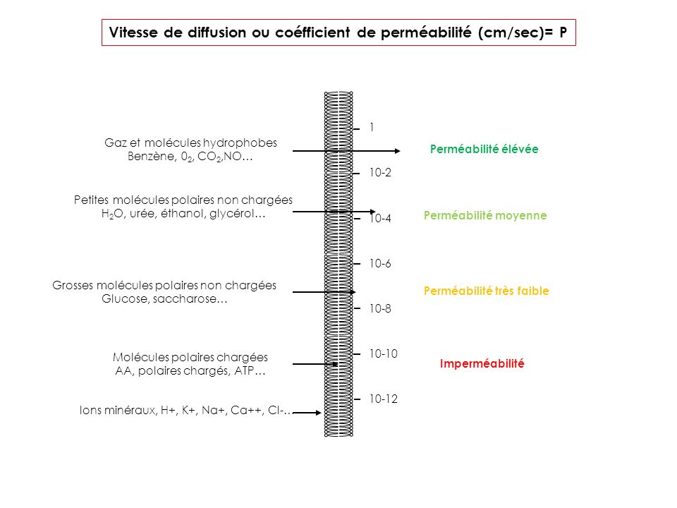 Vitesse de diffusion ou coéfficient de perméabilité (cm/sec)= P