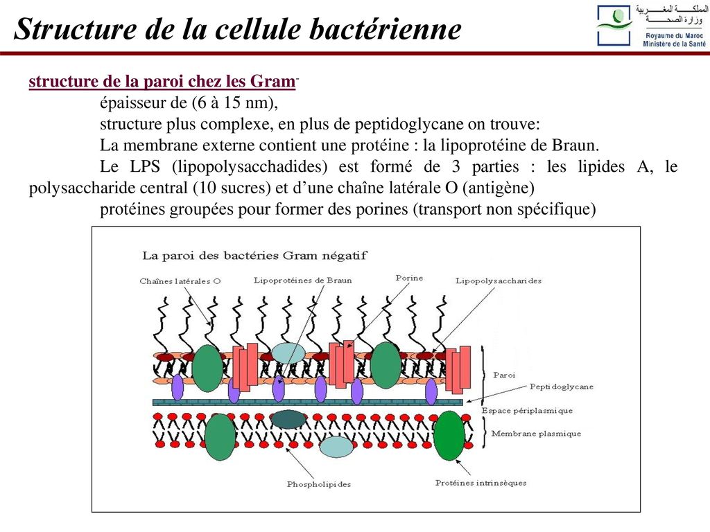 Structure de la cellule bactérienne