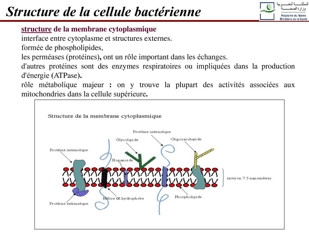 Structure de la cellule bactérienne