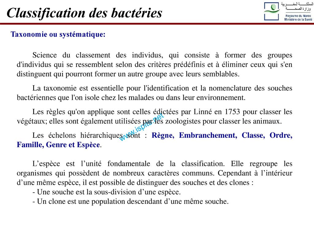 Classification des bactéries