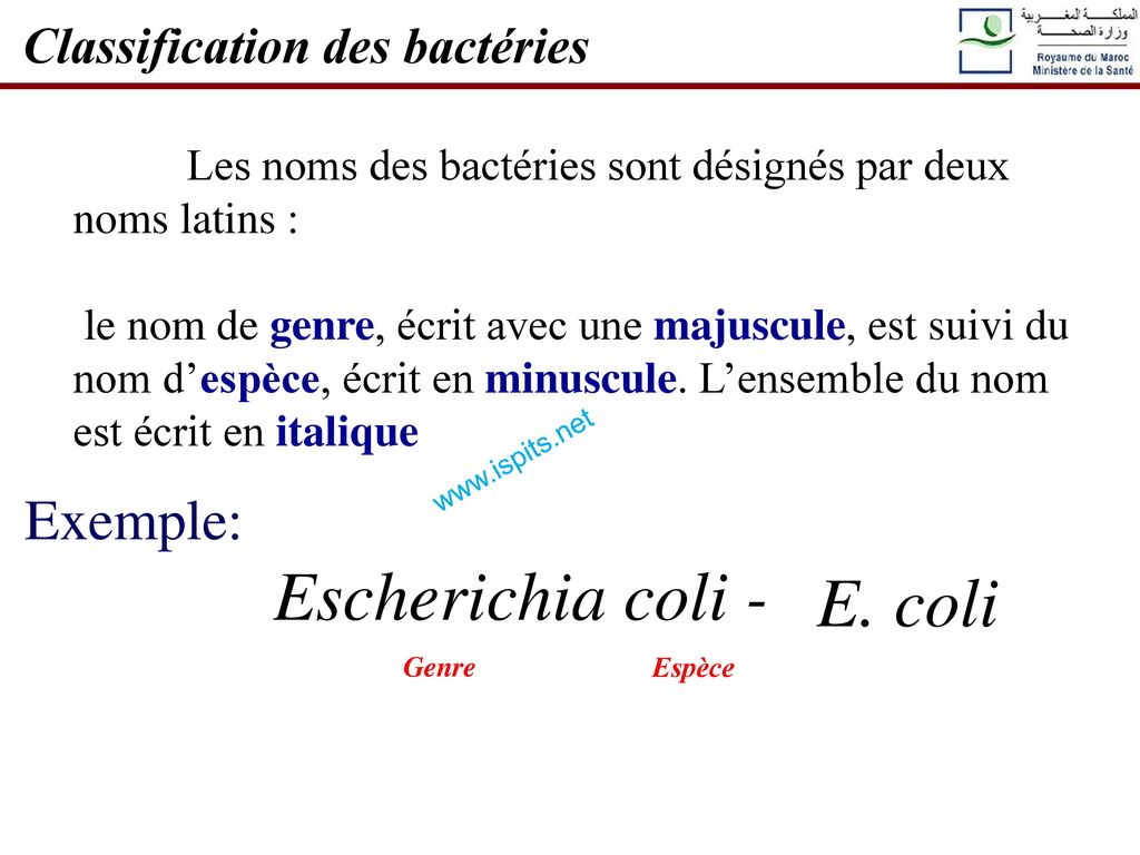Escherichia coli - E. coli Exemple: Classification des bactéries