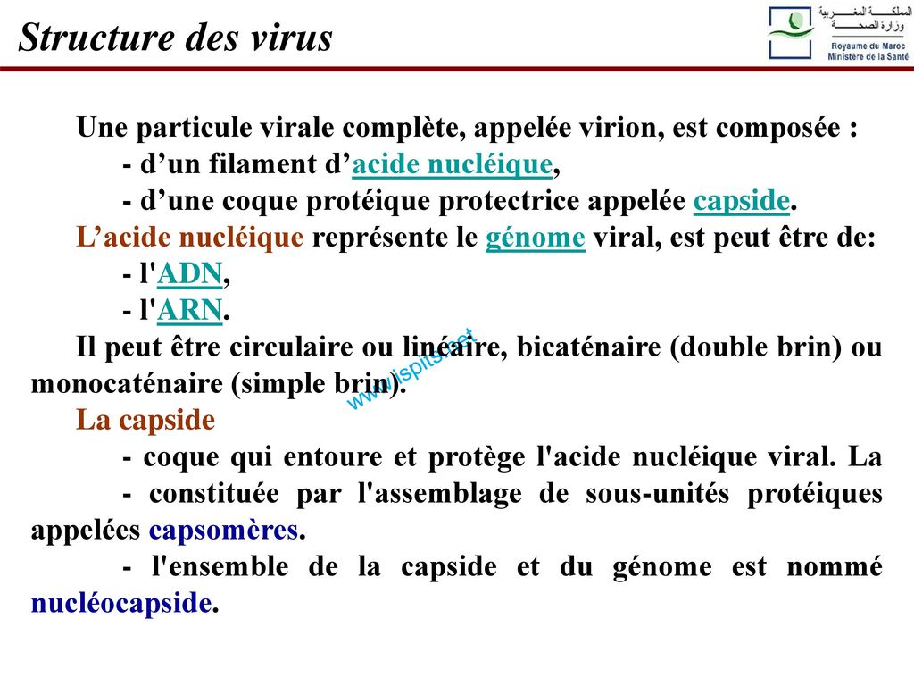 Structure des virus Une particule virale complète, appelée virion, est composée : - d’un filament d’acide nucléique,