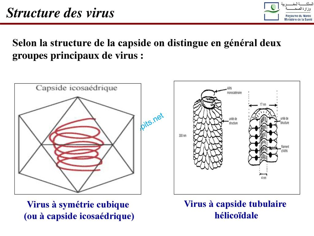 Structure des virus Selon la structure de la capside on distingue en général deux groupes principaux de virus :