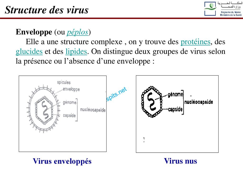 Structure des virus Enveloppe (ou péplos)