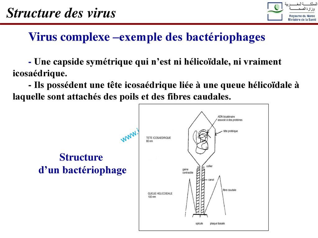 Structure des virus Virus complexe –exemple des bactériophages