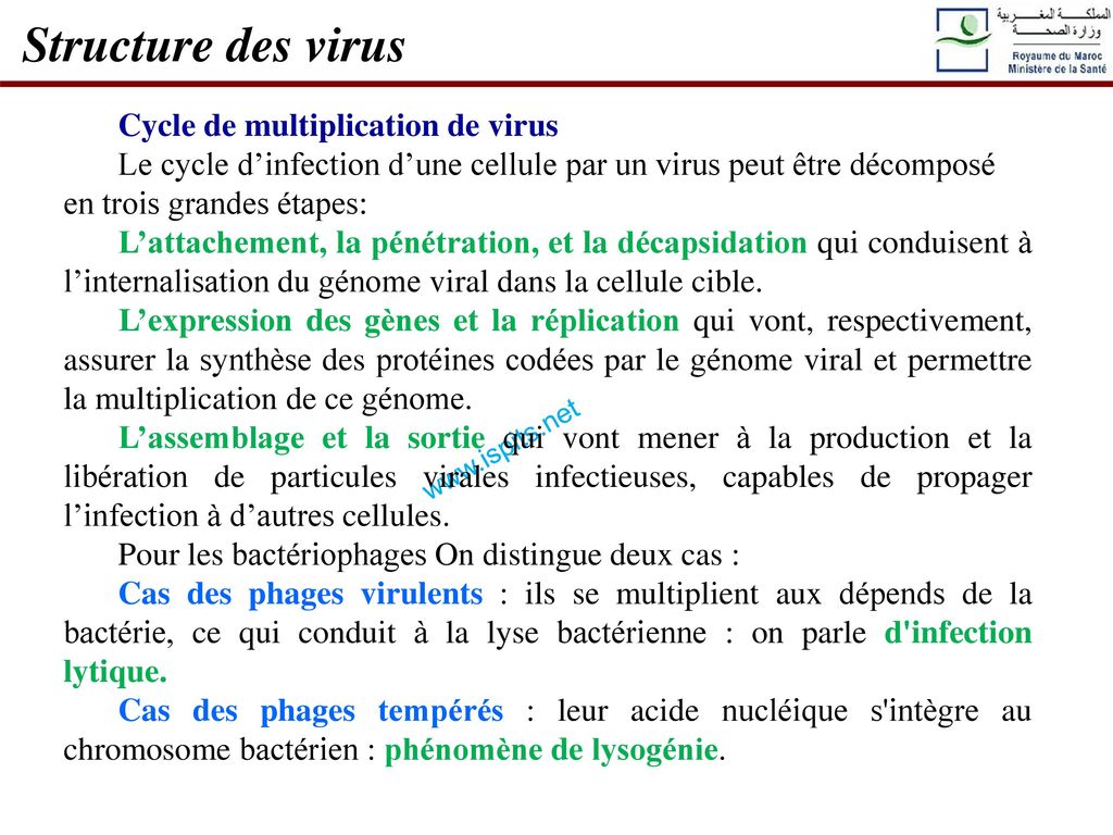 Structure des virus Cycle de multiplication de virus