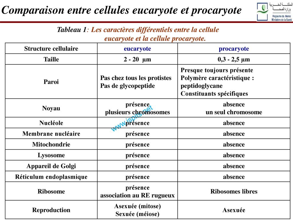 Comparaison entre cellules eucaryote et procaryote