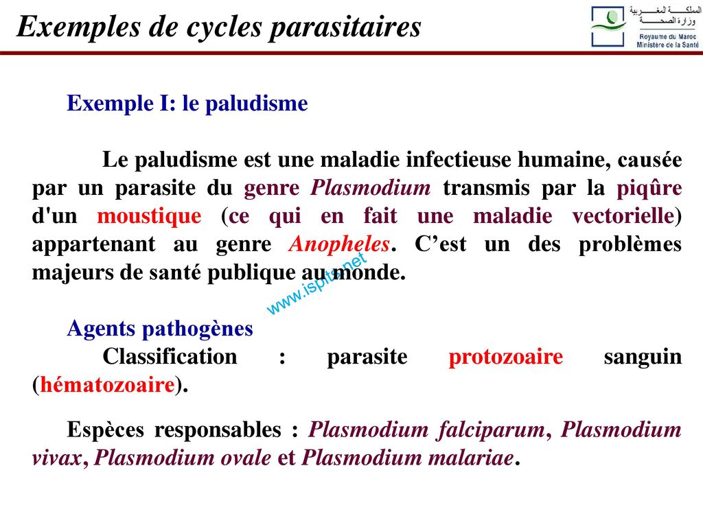 Exemples de cycles parasitaires
