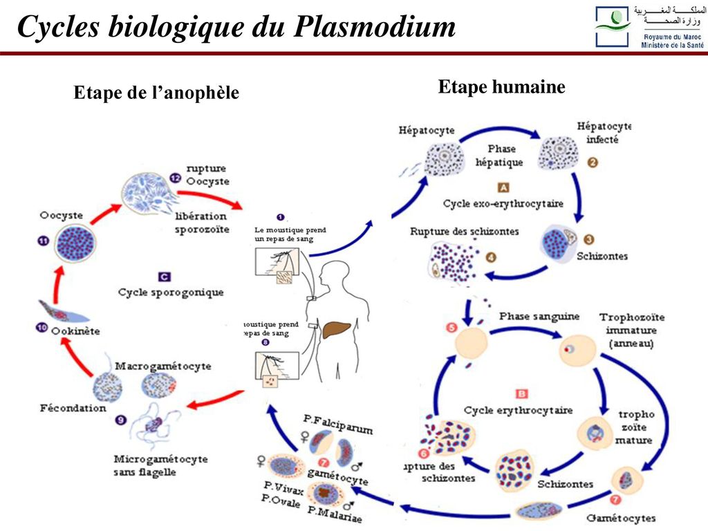 Cycles biologique du Plasmodium