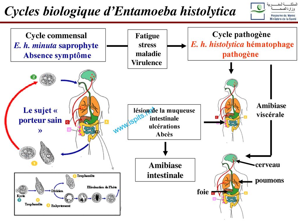Cycles biologique d’Entamoeba histolytica