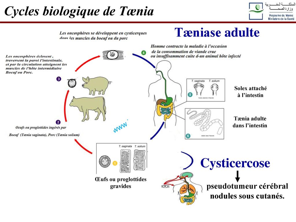 Cycles biologique de Tænia