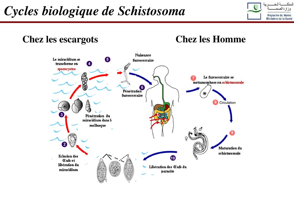 Cycles biologique de Schistosoma