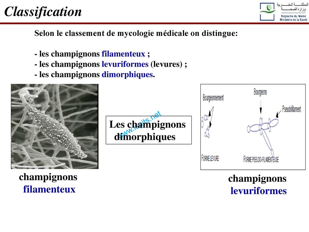 Classification Les champignons dimorphiques champignons champignons