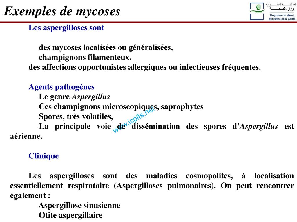 Exemples de mycoses Les aspergilloses sont