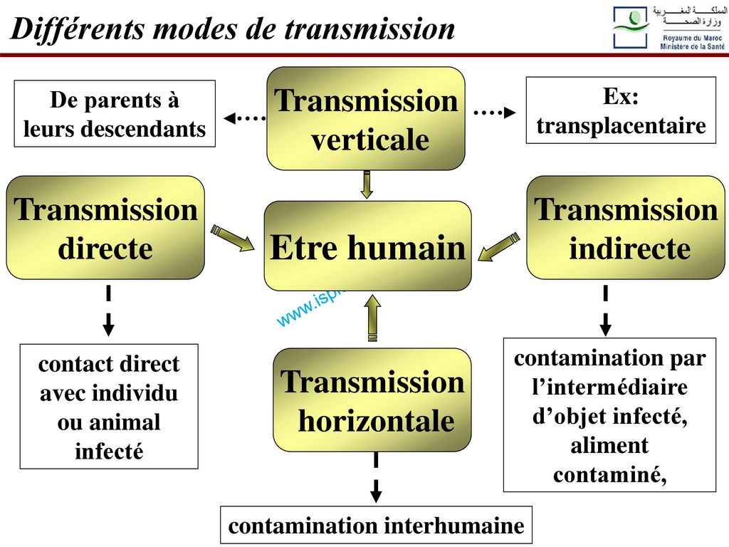 Etre humain Différents modes de transmission Transmission verticale