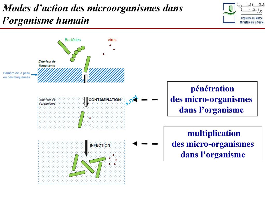 Modes d’action des microorganismes dans l’organisme humain